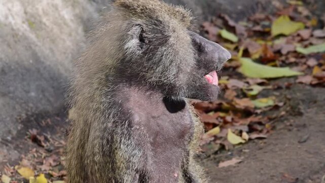 Close-up of yellow baboon sitting and observing surroundings