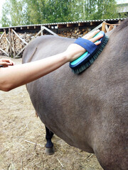 Grooming a horse in a stable during a sunny afternoon
