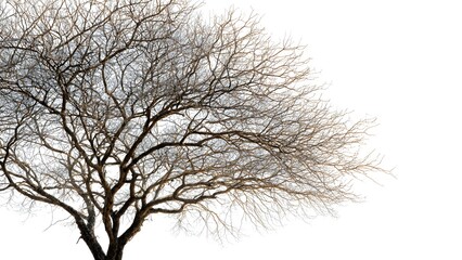 Abstract Natural artistic lines and natural patterns, fine art geometry