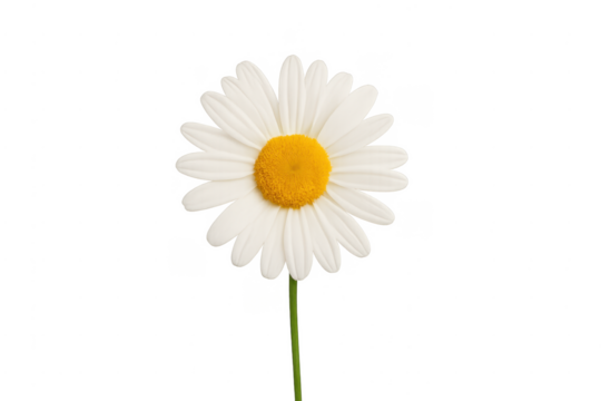White daisy flower with yellow center transparent background