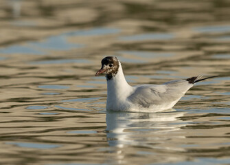 Black-headed gull with breeding plumage at Tubli bay, Bahrain