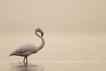 Fototapeta premium Portrait of a Greater Flamingos in the early morning hours at Asker coast, Bahrain