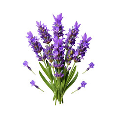 Naklejka premium Vibrant lavender (Lavandula angustifolia) sprigs with purple blossoms and green leaves, detailed florets on a seamless transparent background, studio shot. Concept of natural freshness