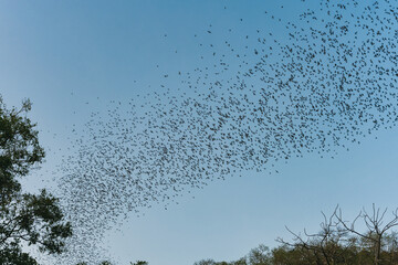 Flock of bats flying from cave in the evening