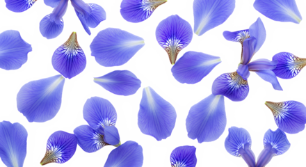 Vibrant blue iris flower petals and delicate small blossoms gracefully scattered across a pure white background, creating a beautiful and serene floral pattern from an overhead perspective