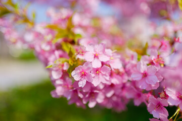 Obraz premium Cherry blossom sakura during spring in Japan