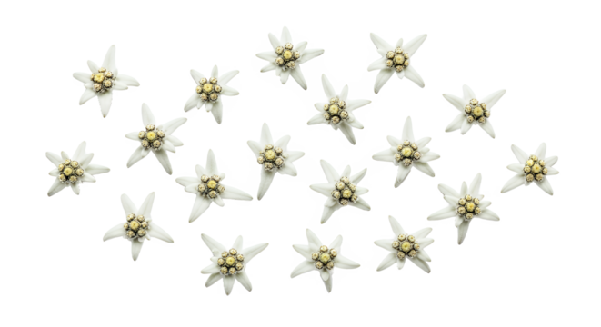 A beautiful scattering of delicate white Edelweiss flowers on a clean white background, evoking alpine meadows and natural purity