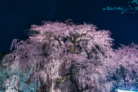 Illuminated Shidarezakura cherry blossom blooming in the night at Maruyama park