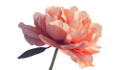 Beautiful pink peony flower blossom close up floral photography spring bloom nature wallpaper background image on transparent background