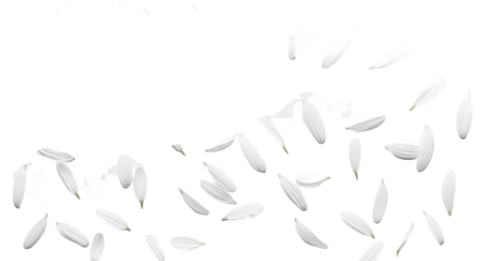 Delicate white flower petals gently floating and scattering in the air, creating a dreamy and ethereal atmosphere