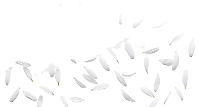 Delicate white flower petals gently floating and scattering in the air, creating a dreamy and ethereal atmosphere