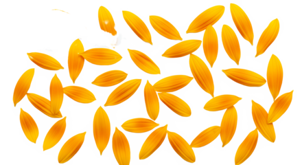 Sunflower petals scattered on a white background creating a bright and sunny floral pattern