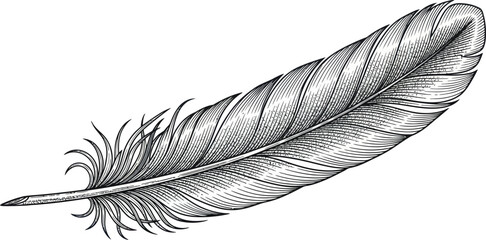 Elegant etched feather illustration for creative design projects © Charutha