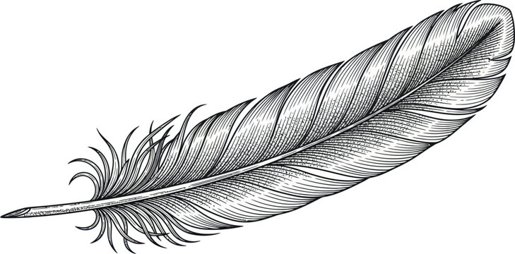 Elegant etched feather illustration for creative design projects
