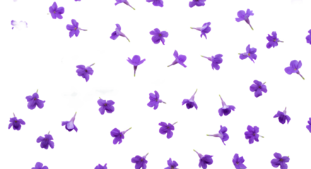 Scattered Delicate Purple Flowers on a Clean White Background - A Simple Floral Pattern