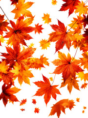 Vibrant Autumn Maple Leaves In Shades Of Red And Orange Falling Against A Transparent Background