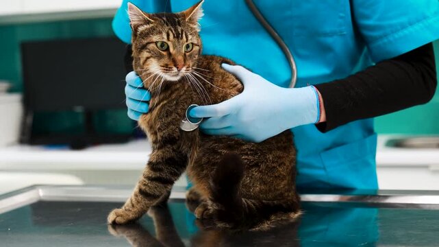 Cat at veterinary clinic having check up by the vet doctor
