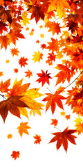 A Scattering Of Vibrant Red Orange And Yellow Maple Leaves Falling Against A Transparent Background