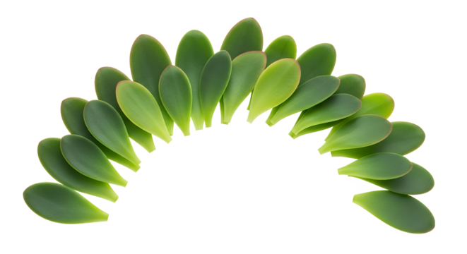 Arrangement of Succulent Leaves in a Semicircle Pattern on White Background