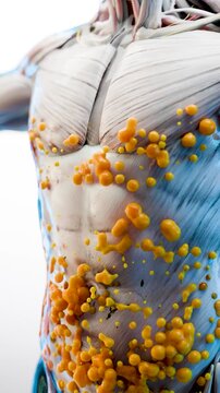 Weight loss Comparison. man body transformation. Before and after a thick and thin waist, Fat belly before and slim fit perfect abs after fast weight loss process. sports training. fat burn, 3d render