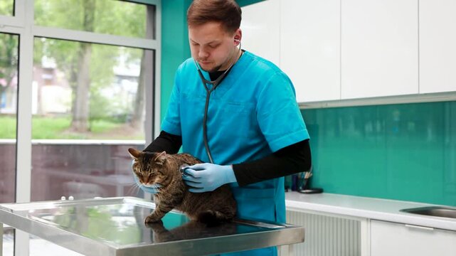 Cat at veterinary clinic having check up by the vet doctor