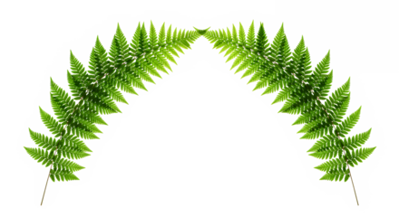Lush green fern leaves arranged in an elegant arch shape, creating a natural border or decorative element on a pristine white background