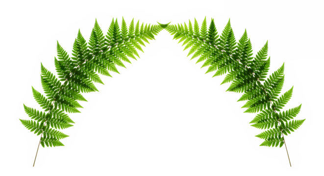 Lush green fern leaves arranged in an elegant arch shape, creating a natural border or decorative element on a pristine white background