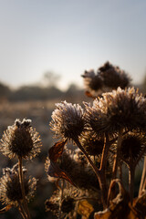 macro of frost on grass. close-up of frost on grass in autumn morning. close-up of frost on thistles. macro of thistle in autumn. misty morning in the field. frost on the grass