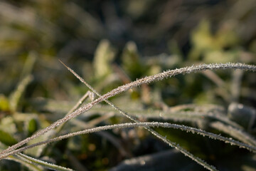 frost on grass. frost on the grass. ice on the grass. macro of frost on the grass. close up of frost on the grass on an autumn morning.