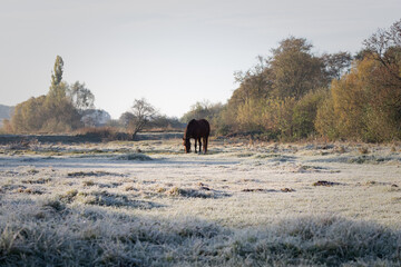 horse in the field. misty morning in the field. frost on grass. frost on the grass. A horse grazes in a field on an autumn morning. A horse in a meadow grazes on grass covered with frost