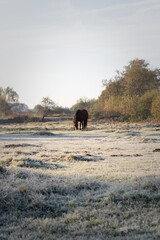 horse in the field. misty morning in the field. frost on grass. frost on the grass. A horse grazes in a field on an autumn morning. A horse in a meadow grazes on grass covered with frost