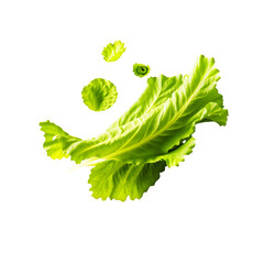 Bright Green Lettuce Leaves And Small Detached Pieces Floating Against A Transparent Background