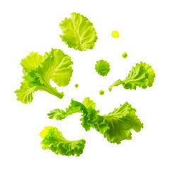 Fresh Green Lettuce Leaves Scattered Against A Transparent Background With Some Water Droplets