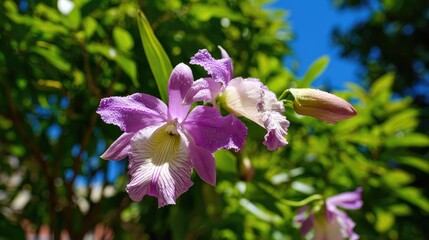 Vibrant purple orchid bloom displays delicate white and striped labellum detail against a bright natural background