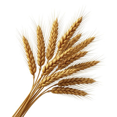 Fototapeta premium Bunch of ripe wheat ears isolated on transparent background