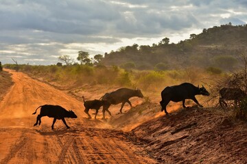 Fototapeta premium Buffalo Migration in Golden Sunset Light