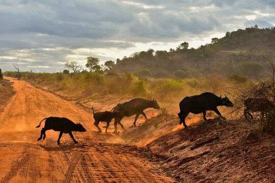 Buffalo Migration in Golden Sunset Light