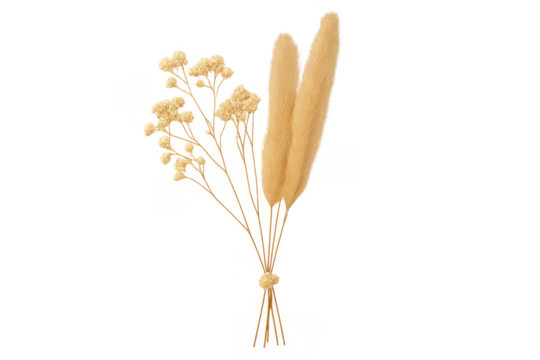 Dried pampas grass and baby's breath bouquet transparent background