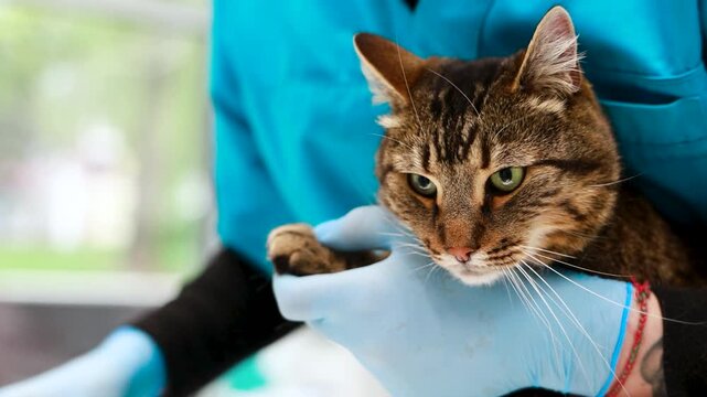 Cat at veterinary clinic having check up by the vet doctor