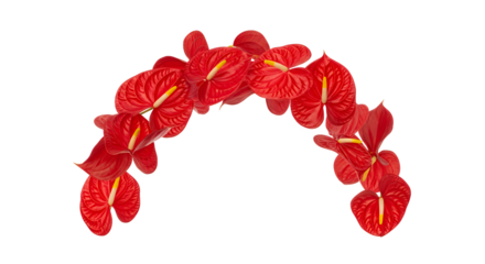Vibrant red anthurium flowers arranged in a decorative arch, symbolizing love and exotic beauty