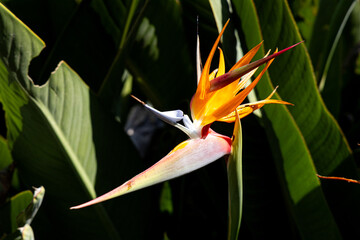 Multicolored garden flowers against a background of green foliage. 