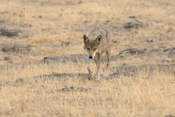 Indian Grey Wolf (Canis lupus pallipes) in dry grasslands of Bhigwan, Maharashtra - a rare predator of Indian savannas.