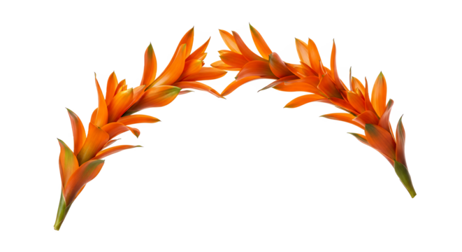 Striking pair of vibrant orange tropical blossoms, meticulously isolated against a crisp white background, showcasing exotic beauty and elegant symmetry, perfect for vibrant design projects