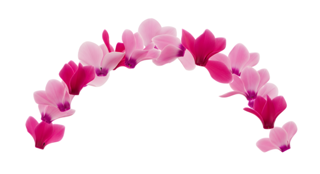 Elegant Arch of Pink and Red Cyclamen Flowers for Delicate Floral Arrangements