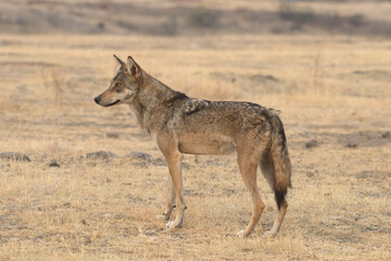 Indian Grey Wolf (Canis lupus pallipes) in dry grasslands of Bhigwan, Maharashtra - a rare predator of Indian savannas.