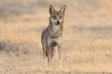 Fototapeta premium Indian Grey Wolf (Canis lupus pallipes) in dry grasslands of Bhigwan, Maharashtra - a rare predator of Indian savannas.