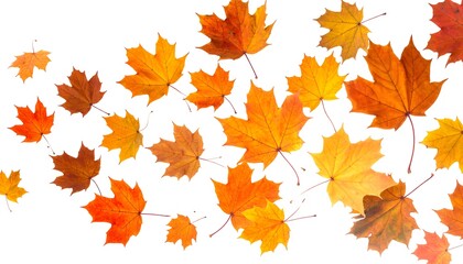 Fototapeta premium Autumnal image showcasing vibrant, multi-toned maple leaves scattered across a white background, evoking the season's beauty