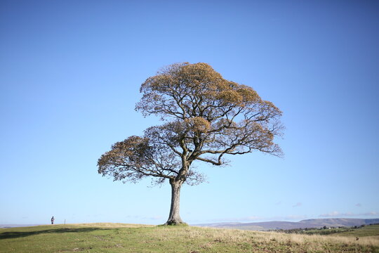 lonely tree in the field, minimal UK nature background with a warm promising vibe of autumn time