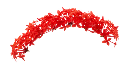 Bright Red Ixora Flowers Blooming in a Semicircle on a White Background