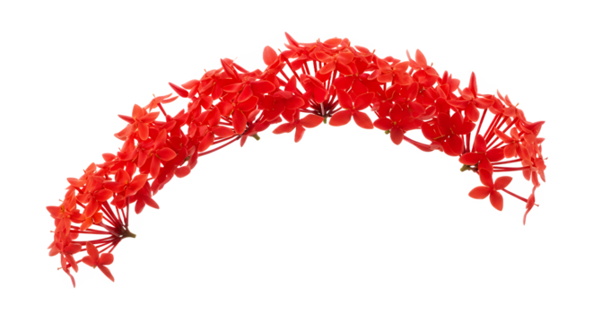 Bright Red Ixora Flowers Blooming in a Semicircle on a White Background